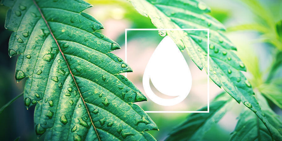 Kuinka kastella kannabiskasveja Kuinka kastella kannabiskasveja