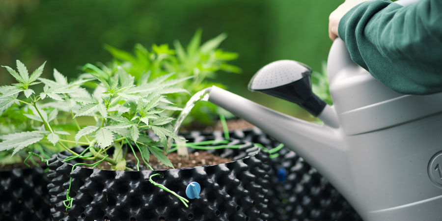 Kuinka usein kannabiskasveja kannattaa kastella Kuinka usein kannabiskasveja kannattaa kastella