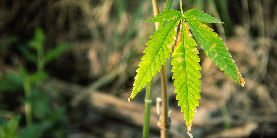 Miten tunnistaa, tarvitseeko kannabiskasvi kastelua Miten tunnistaa, tarvitseeko kannabiskasvi kastelua