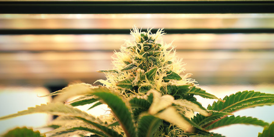 Valon voimakkuus Kuinka kastella kannabiskasveja: valon voimakkuus