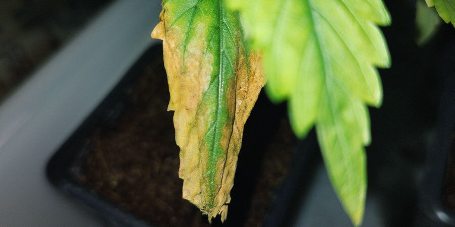 liikaa kastellut kannabiskasvit