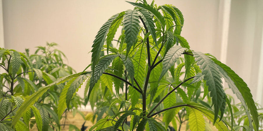 liikaa kastellut kannabiskasvit