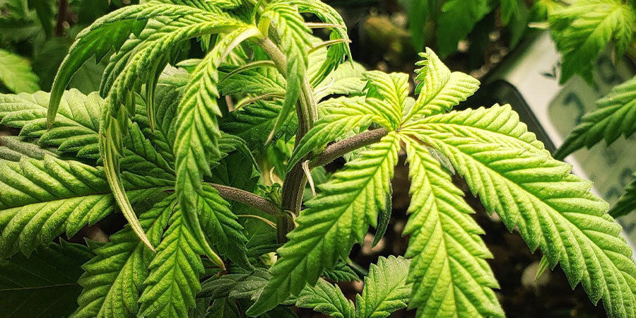 liikaa kastellut kannabiskasvit