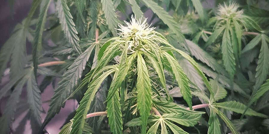 liikaa kastellut kannabiskasvit