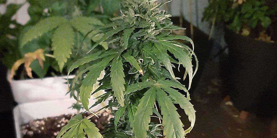 alikastellut kannabiskasvit