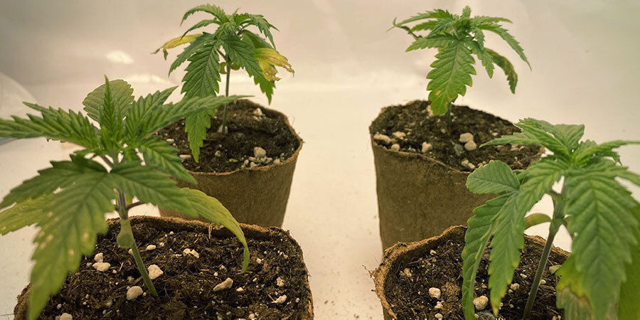 alikastellut kannabiskasvit