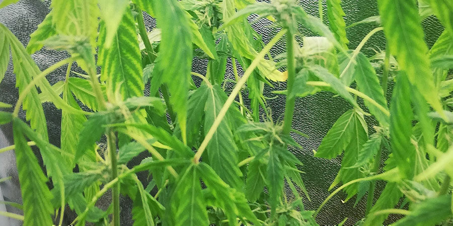alikastellut kannabiskasvit
