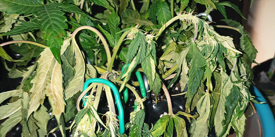 alikastellut kannabiskasvit