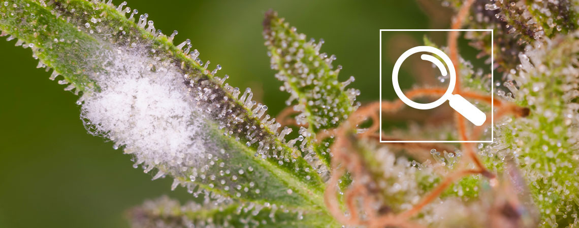 Kuinka tunnistaa härmää kannabiksessa Kuinka tunnistaa härmää kannabiksessa