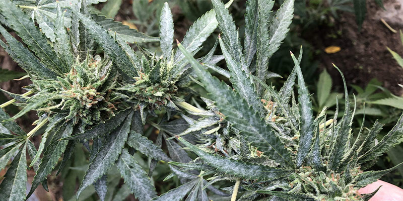 Miltä härmä näyttää kannabiksessa? Miltä härmä näyttää kannabiksessa?