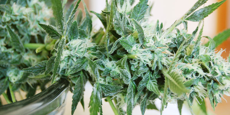 Mitä tehdä, jos huomaat härmää kannabiskasveissa Mitä tehdä, jos huomaat härmää kannabiskasveissa