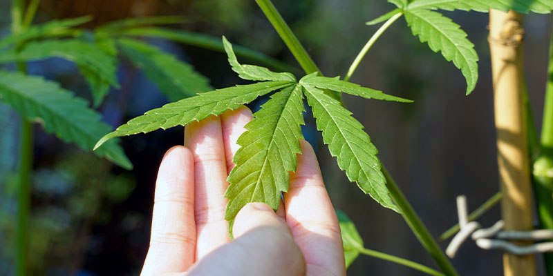 Miten tunnistaa kannabiksen valkoisten laikkujen syy Miten tunnistaa kannabiksen valkoisten laikkujen syy