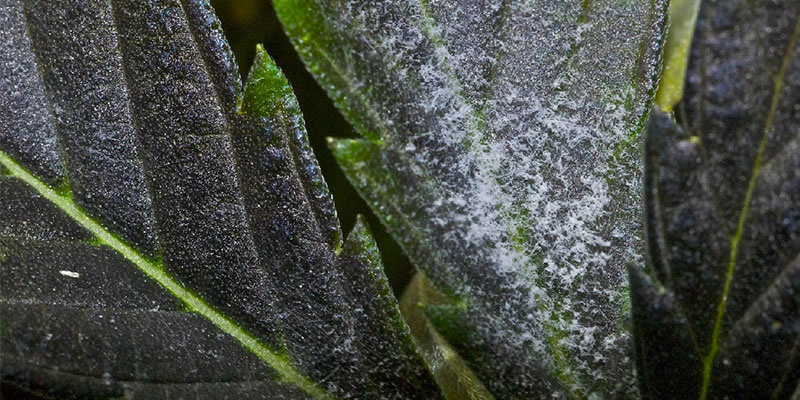 Jauhehome Powdery mildew