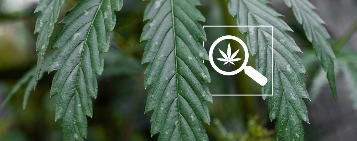 Valkoiset täplät kannabiksen lehdissä Valkoiset täplät kannabiksen lehdissä