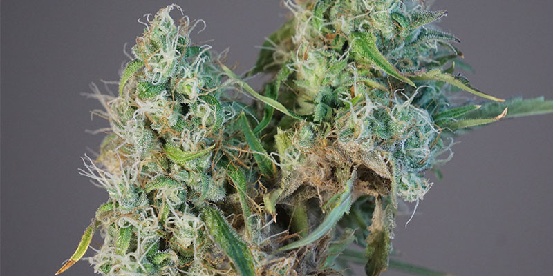 Bud rot prevention starts here Bud rot prevention starts here