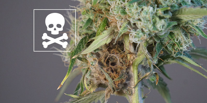Voiko bud rotin vaivaamia kukintoja vielä käyttää? Voiko bud rotin vaivaamia kukintoja vielä käyttää?