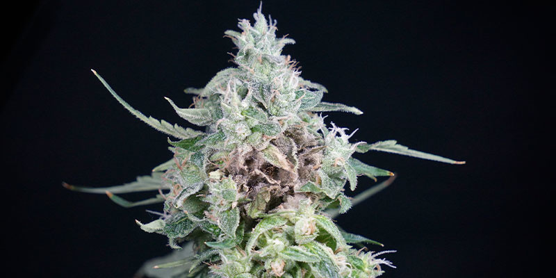 Edistyneen bud rotin merkit Edistyneen bud rotin merkit