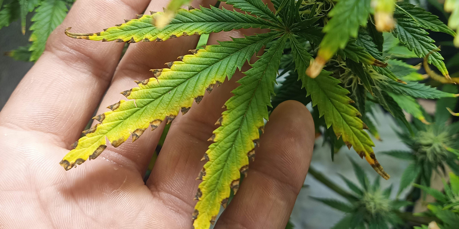 Kannabiksen ravinnepalovamma: miten tunnistat sen ja pelastat kasvisi