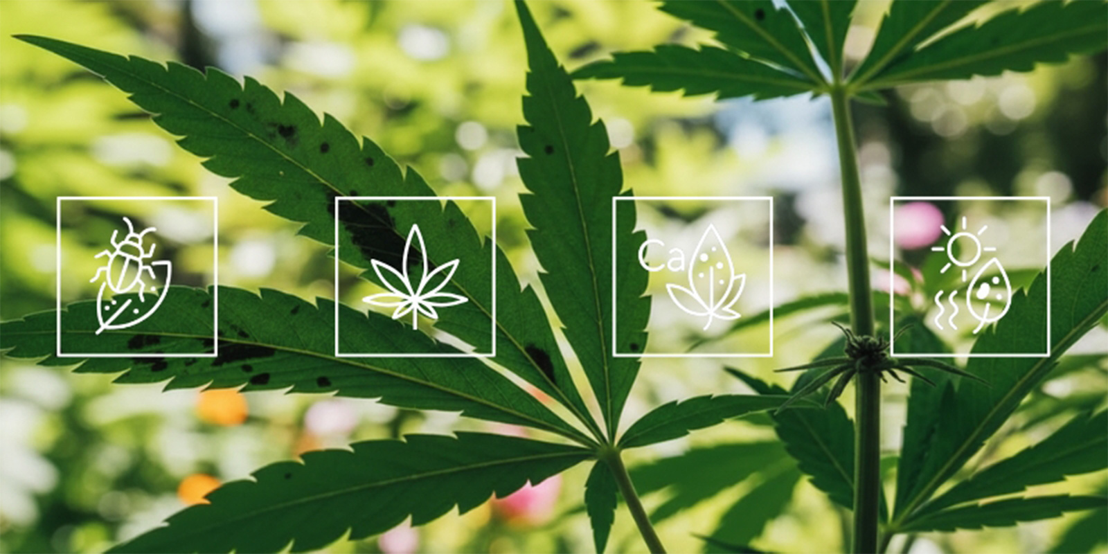 Mistä kannabiksen lehtien mustat täplät johtuvat? Mistä kannabiksen lehtien mustat täplät johtuvat?