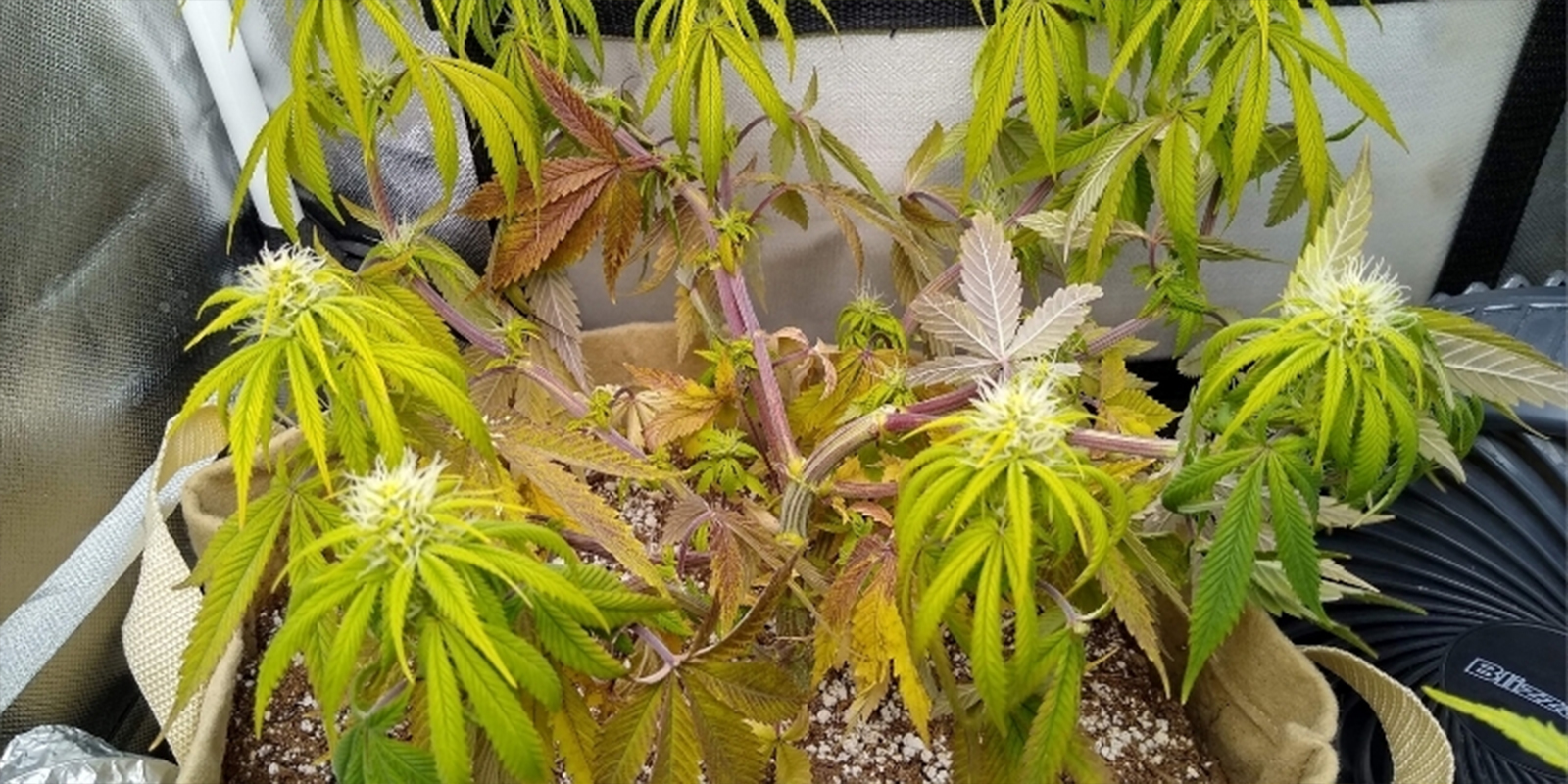 Yleisi&auml; merkkej&auml; siit&auml;, ett&auml; kannabiskasvisi k&auml;rsiv&auml;t v&auml;&auml;r&auml;st&auml; pH-tasosta