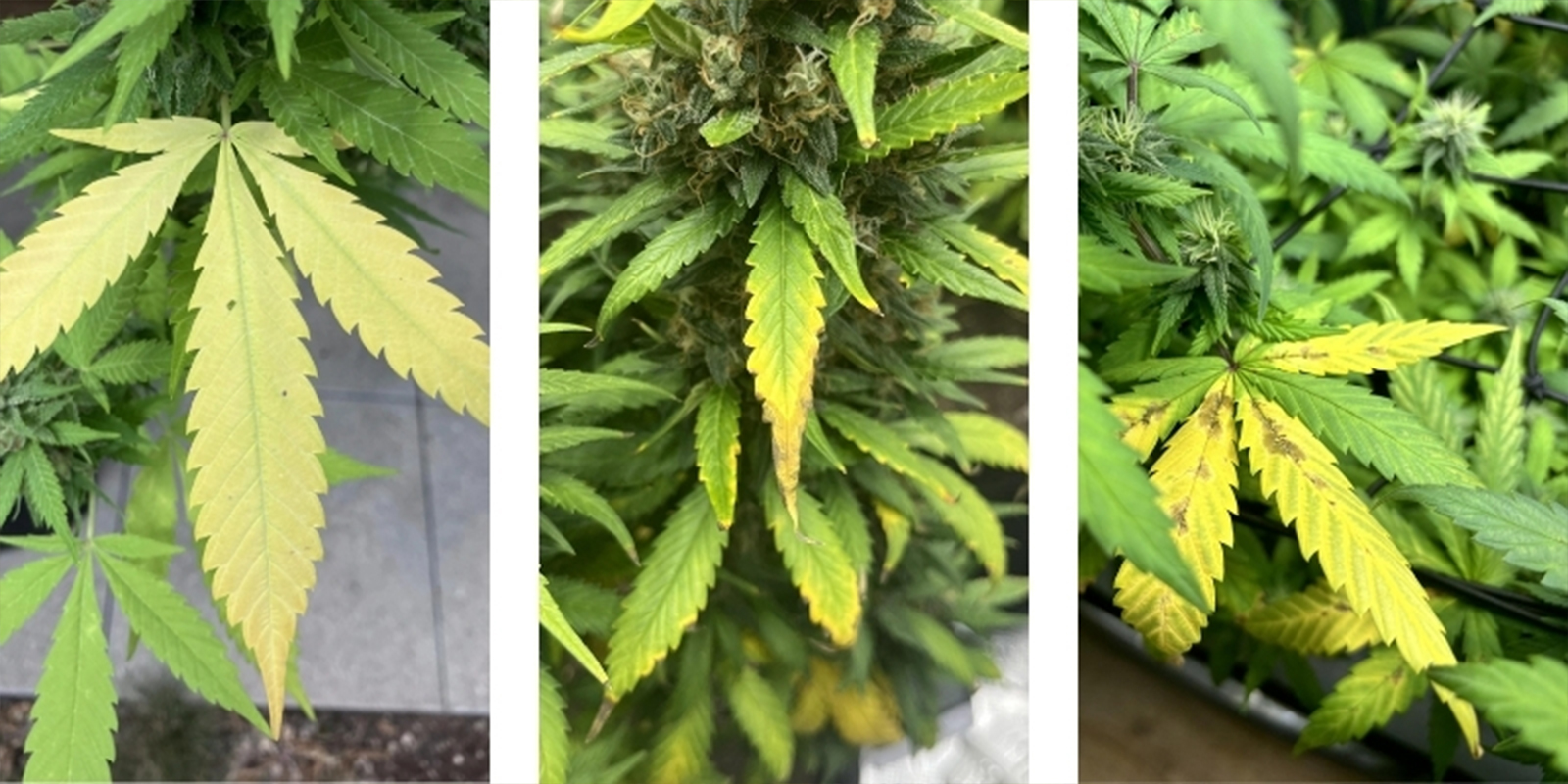 Yleisi&auml; merkkej&auml; siit&auml;, ett&auml; kannabiskasvisi k&auml;rsiv&auml;t v&auml;&auml;r&auml;st&auml; pH-tasosta