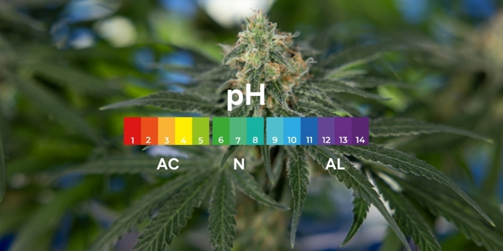 Mit&auml; pH on ja miksi se on t&auml;rke&auml; kannabikselle?