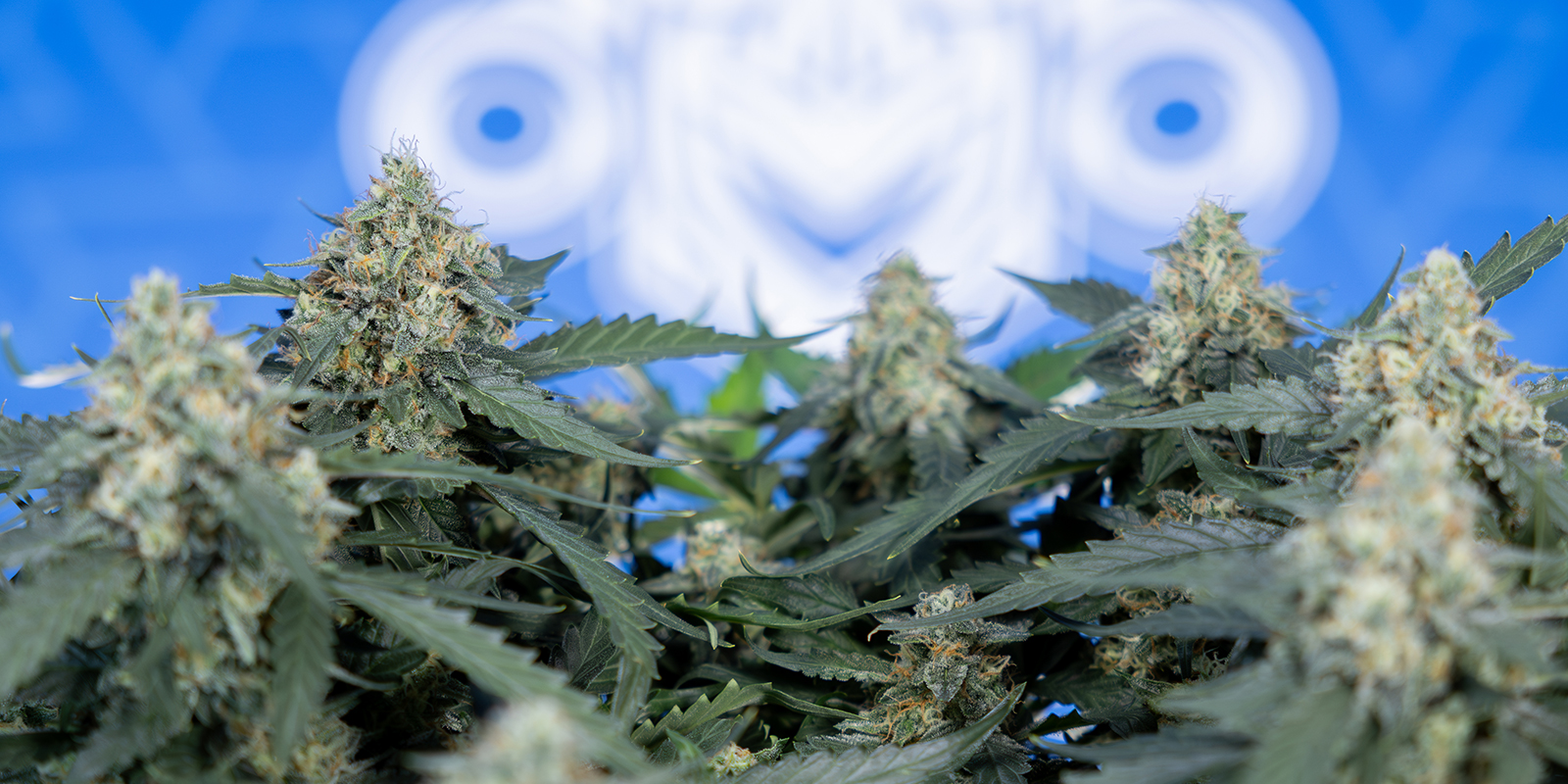 Parhaat lajikkeet 12/12-siementuotantoon Parhaat lajikkeet 12/12-siementuotantoon