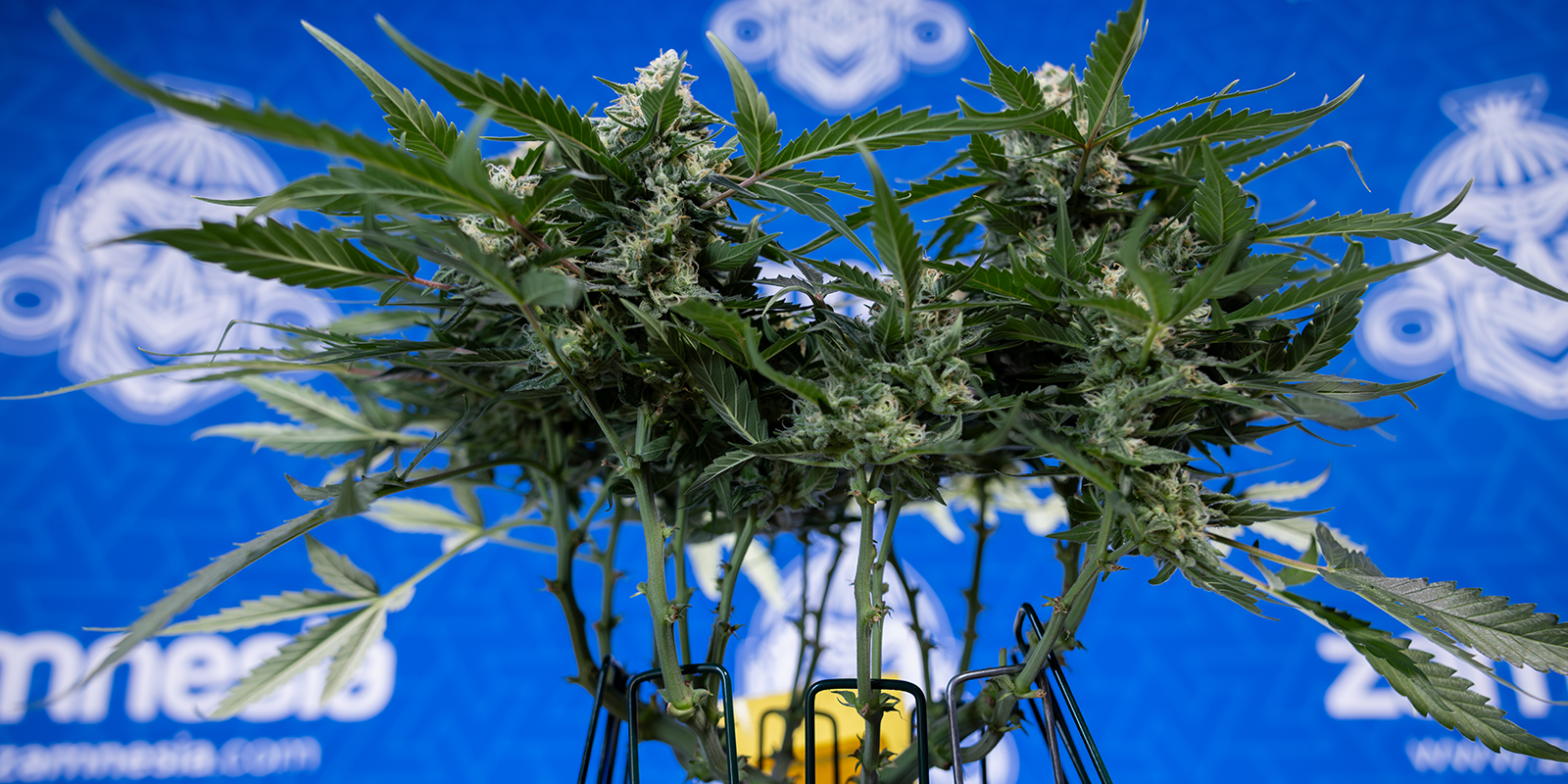 Käytä feminisoituja tai autoflower-lajikkeita Käytä feminisoituja tai autoflower-lajikkeita