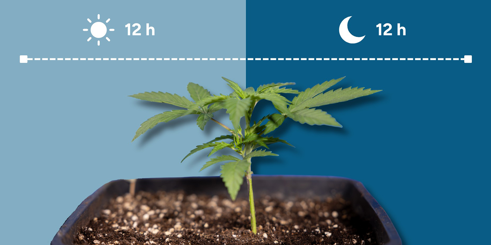 Mitä 12/12 tarkoittaa? Mitä 12/12 tarkoittaa?