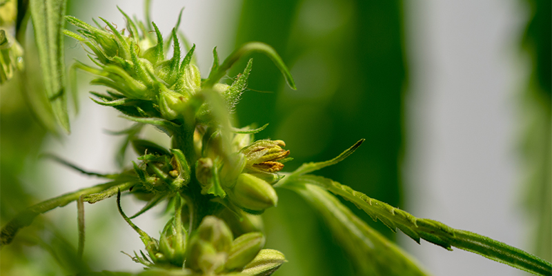 Mikä on hermafrodiittinen kannabiskasvi? Mikä on hermafrodiittinen kannabiskasvi?