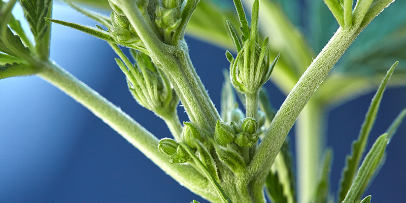 Kuinka tunnistaa hermafrodiittiset kannabiskasvit Kuinka tunnistaa hermafrodiittiset kannabiskasvit