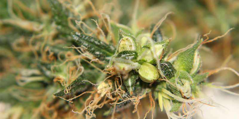 Voiko hermafrodiittisen kannabiskasvin pelastaa? Voiko hermafrodiittisen kannabiskasvin pelastaa?