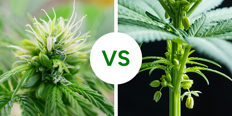 Hermafrodiitti vs uroskannabiskasvit: tärkeimmät erot Hermafrodiitti vs uroskannabiskasvit: tärkeimmät erot