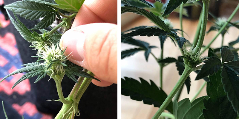 Kuinka ehkäistä hermafrodiittisia kannabiskasveja Kuinka ehkäistä hermafrodiittisia kannabiskasveja