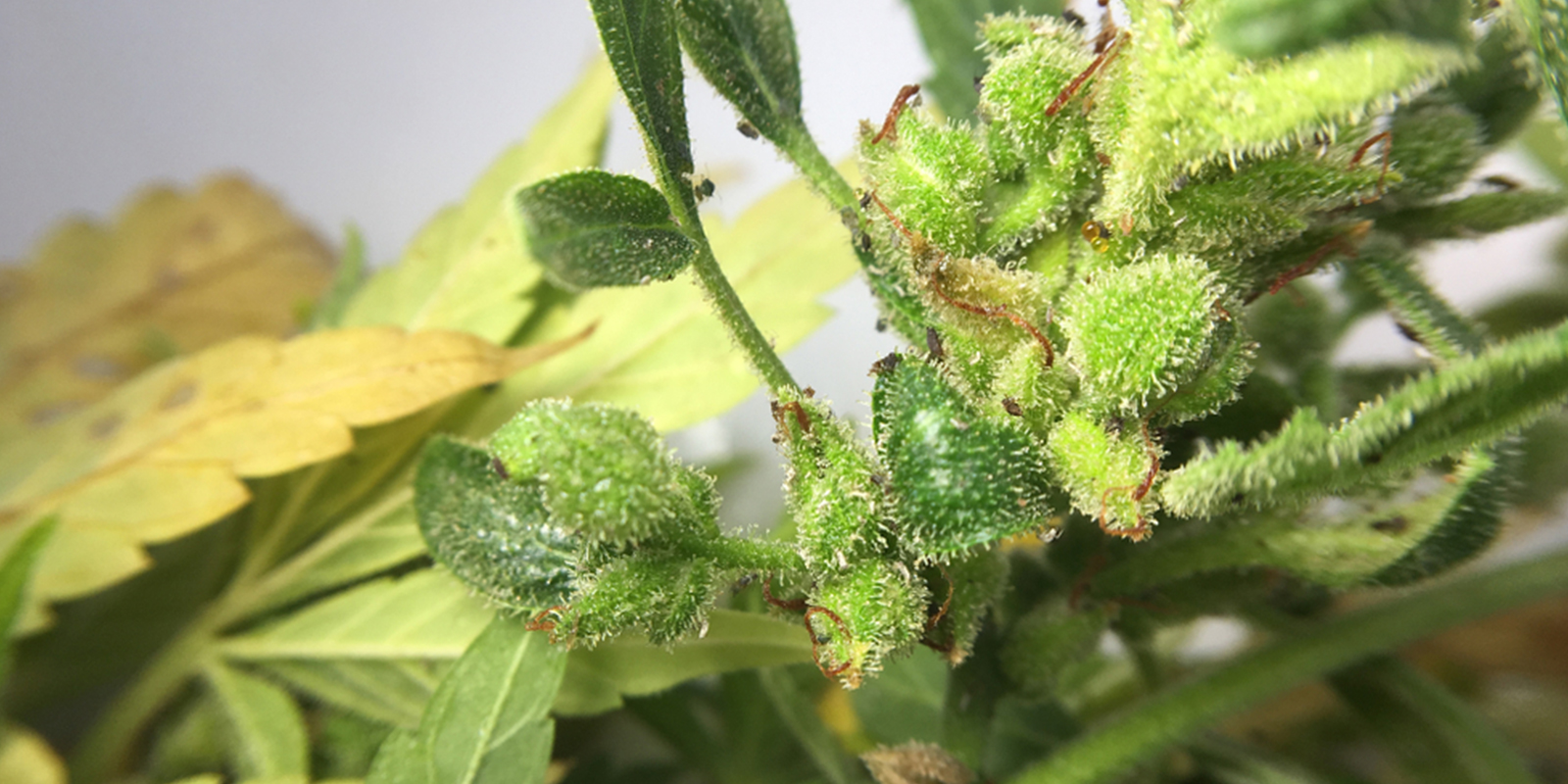Voiko kirvojen vaurioittamia kannabiksen kukkia vielä käyttää? Voiko kirvojen vaurioittamia kannabiksen kukkia vielä käyttää?