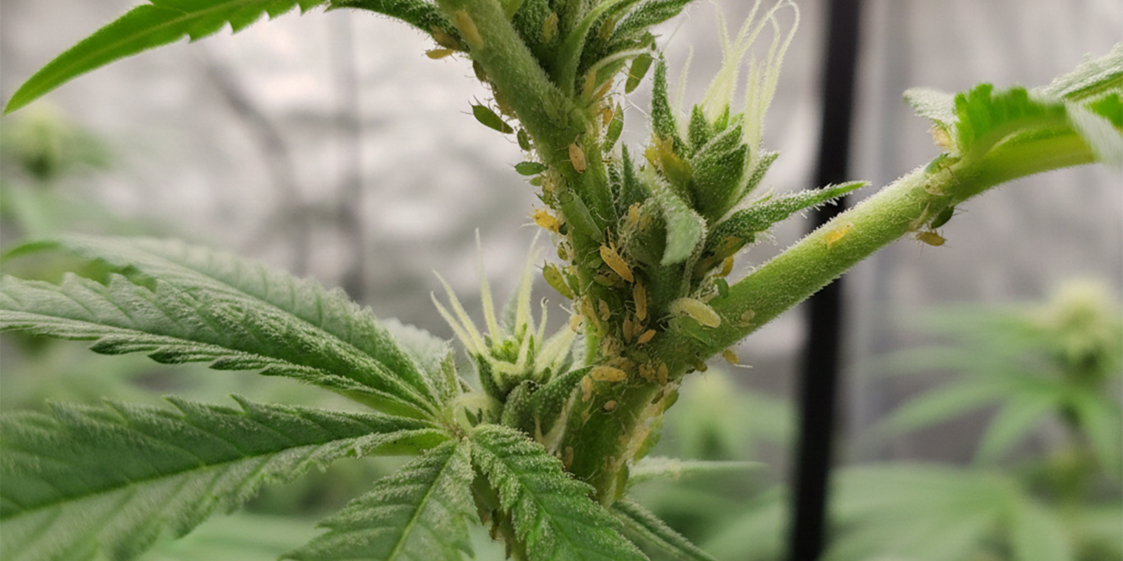Kuinka päästä eroon kirvoista kannabiskasveissa Kuinka päästä eroon kirvoista kannabiskasveissa
