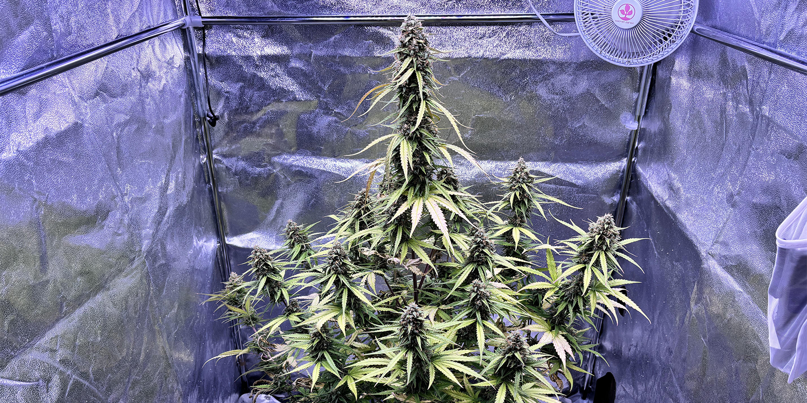 Miten ehkäistä kirvoja kannabiskasveissa Miten ehkäistä kirvoja kannabiskasveissa