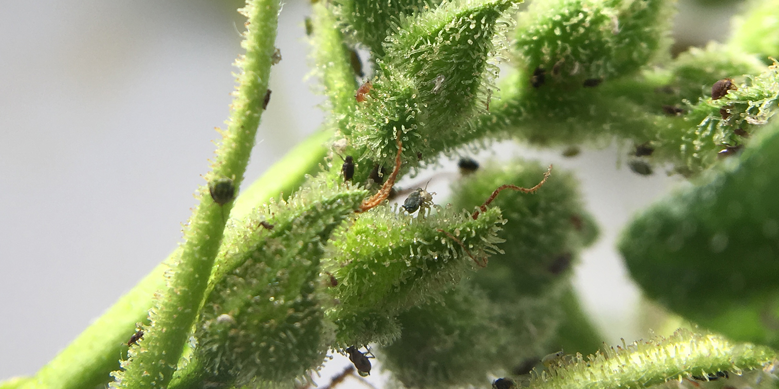 Mitä ovat kannabiskirvat? Mitä ovat kannabiskirvat?