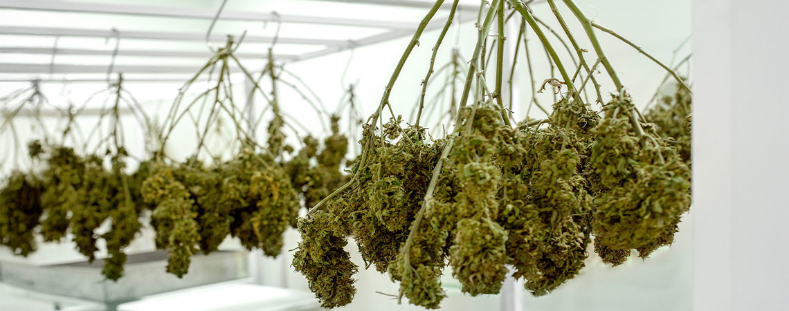 Kuinka kuivata kannabis Kuinka kuivata kannabis