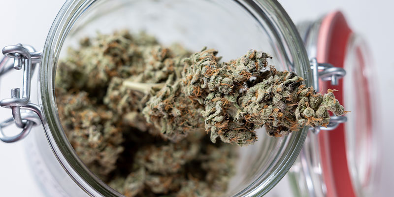 Valmis seuraavaan vaiheeseen? Aloita kannabiksen kypsytys jo tänään! Valmis seuraavaan vaiheeseen? Aloita kannabiksen kypsytys jo tänään!