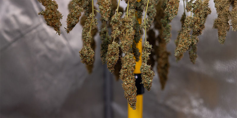Miksi kannabis pitää kuivata? Miksi kannabis pitää kuivata?