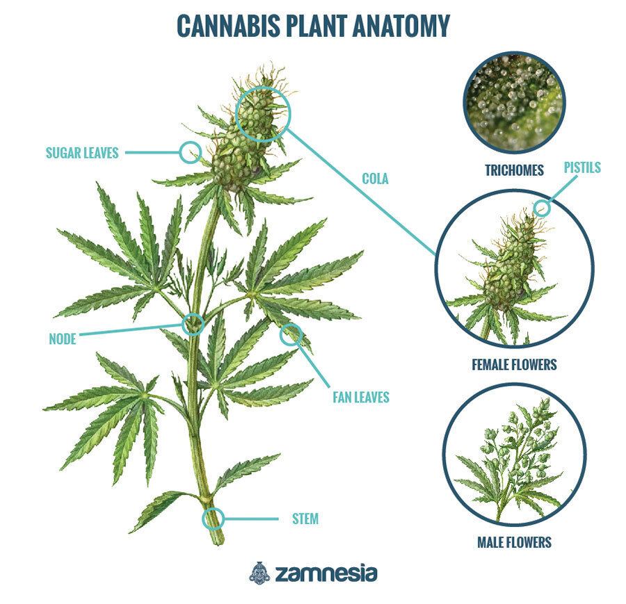 Kannabiksen anatomia Kannabiksen anatomia