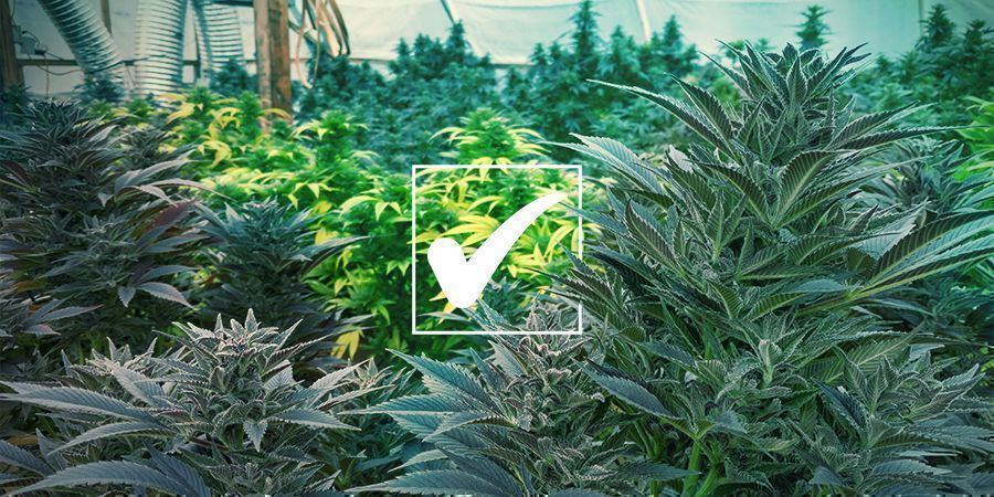 Tavalliset kannabiksen siemenet: edut Tavalliset kannabiksen siemenet: edut