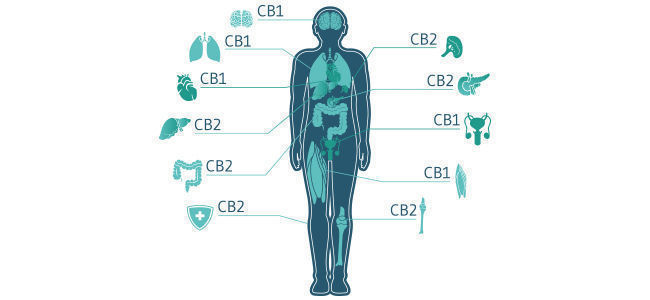 THC ja ECS THC ja ECS