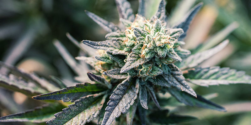 Voiko kannabiskapseleihin käyttää mitä tahansa lajiketta? Voiko kannabiskapseleihin käyttää mitä tahansa lajiketta?