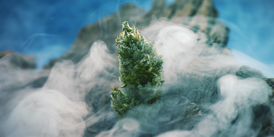 OG Kush — Kannabislegenda, joka kannattaa kasvattaa OG Kush — Kannabislegenda, joka kannattaa kasvattaa