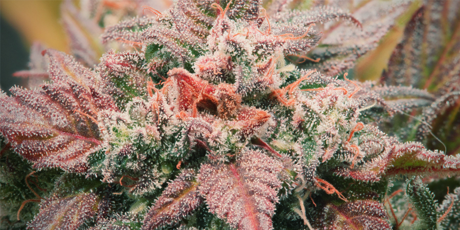 Amnesia Haze: Ajaton kannabissuosikki Amnesia Haze: Ajaton kannabissuosikki
