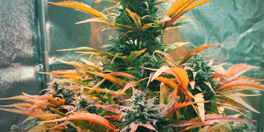 Amnesia Haze: Monipuolinen sekoitus kannabiksen genetiikkaa Amnesia Haze: Monipuolinen sekoitus kannabiksen genetiikkaa
