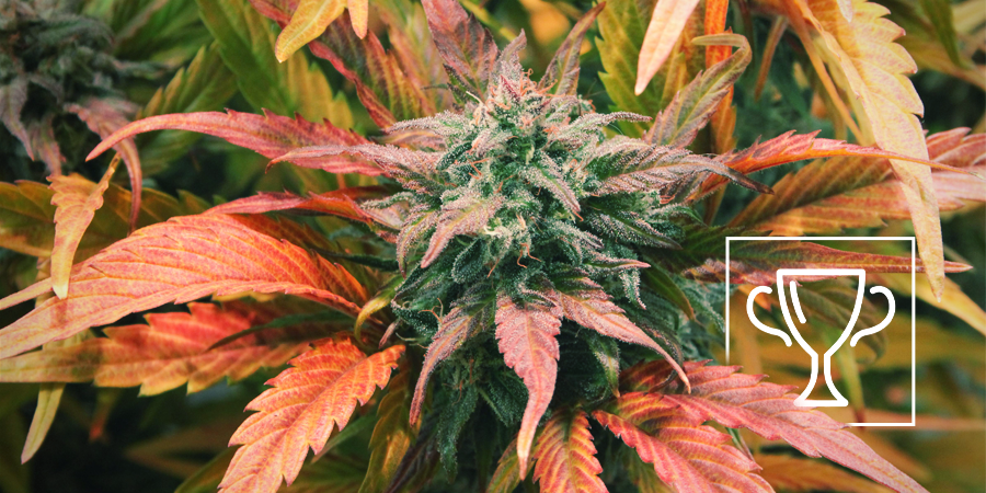 Zamnesia Seeds - Amnesia Haze: usean Cannabis Cupin voittaja Zamnesia Seeds - Amnesia Haze: usean Cannabis Cupin voittaja
