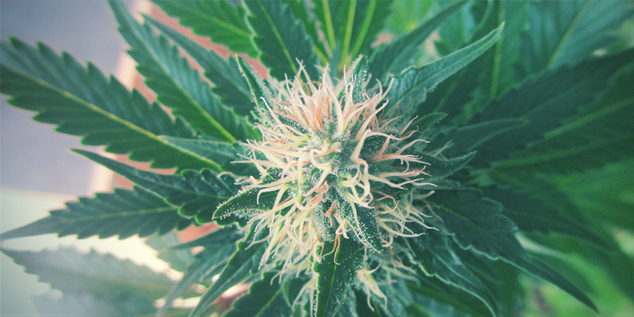 Kuinka vahva White Widow Feminized on? Kuinka vahva White Widow Feminized on?